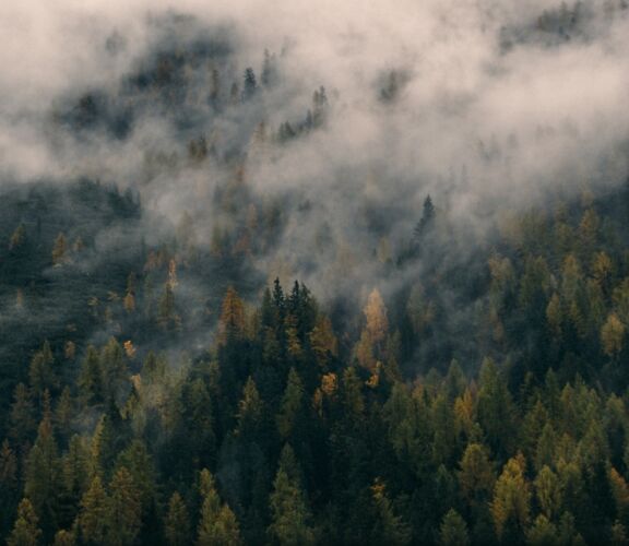 Wald mit Nebelschleiern.