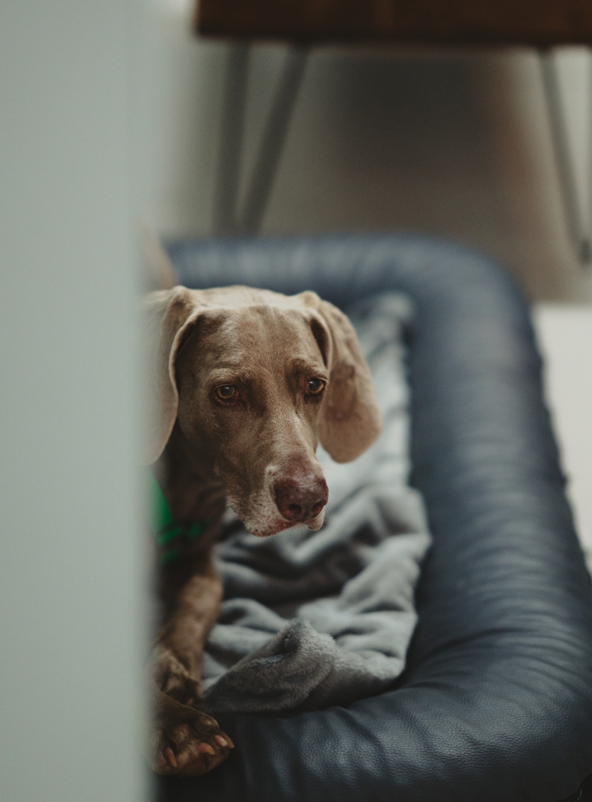 Ein Hund steht auf einer Couch und blickt nach vorne.